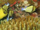 Reticulated Dascyllus (109K)