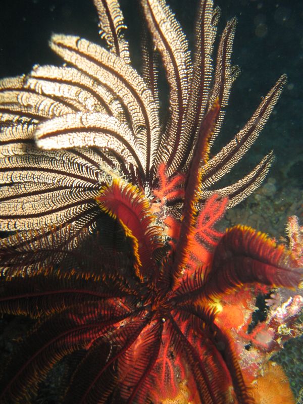 Feather Stars, next is It's a Moray