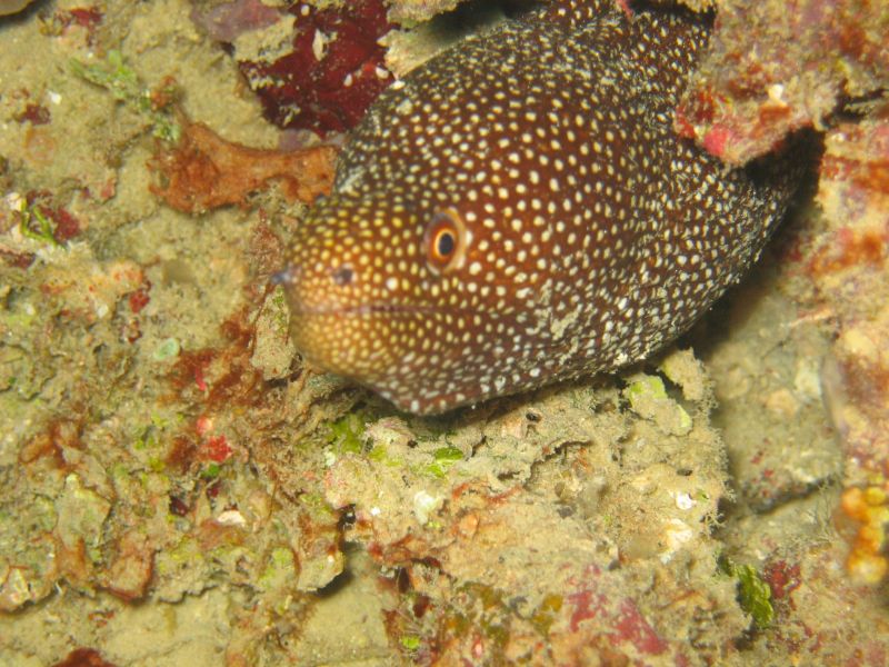 It's a Moray, next is Tree Soft Coral