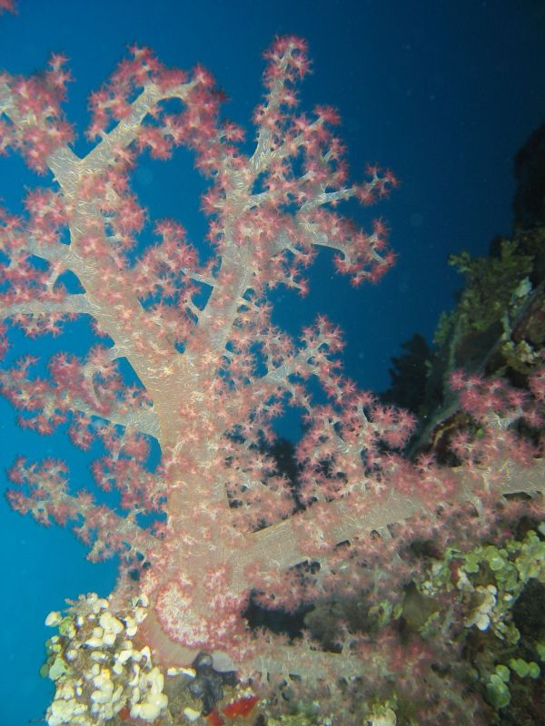 Tree Soft Coral, next is Phyllidiella Pustulosa
