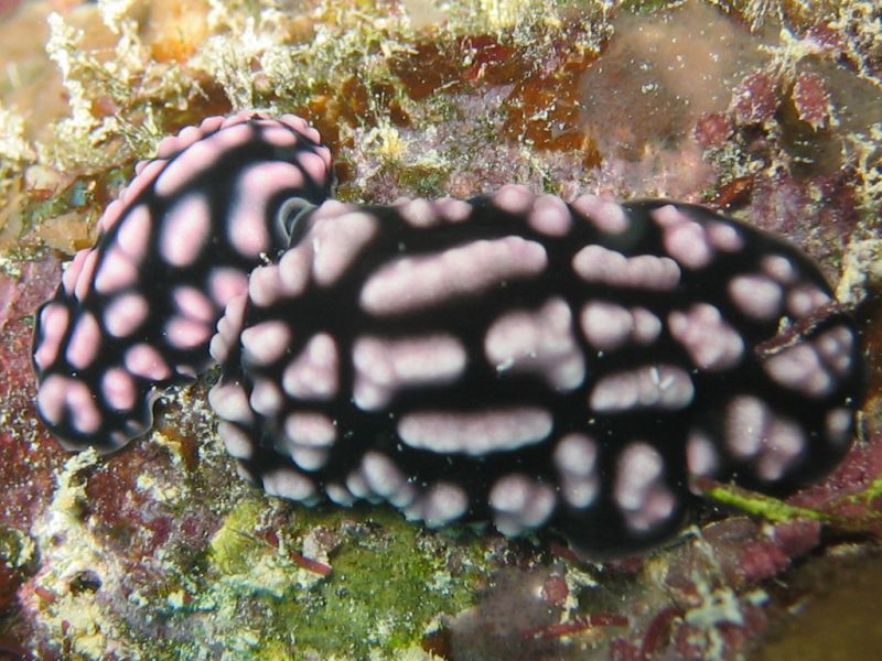 Phyllidiella Pustulosa, next is Sea Fan