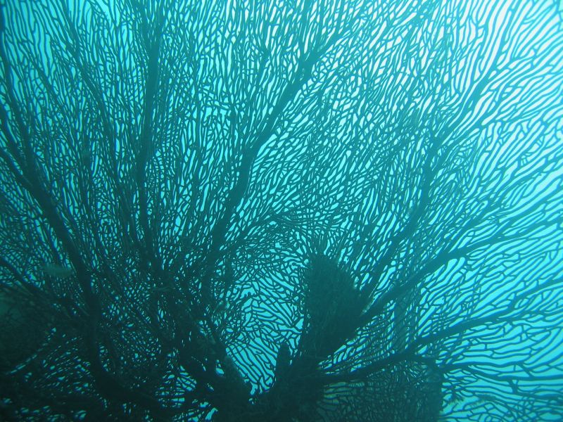 Sea Fan, next is Safe Landing Sunset