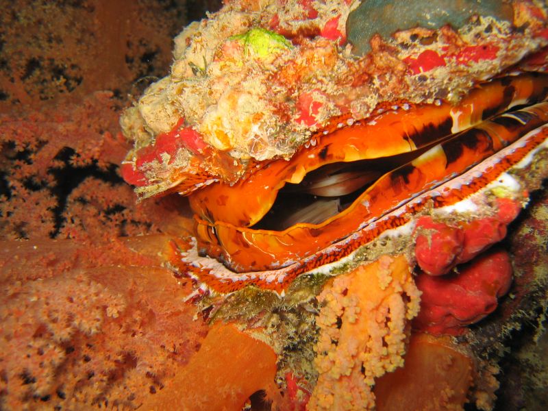 Thorny Oyster, next is Schooling Barracuda