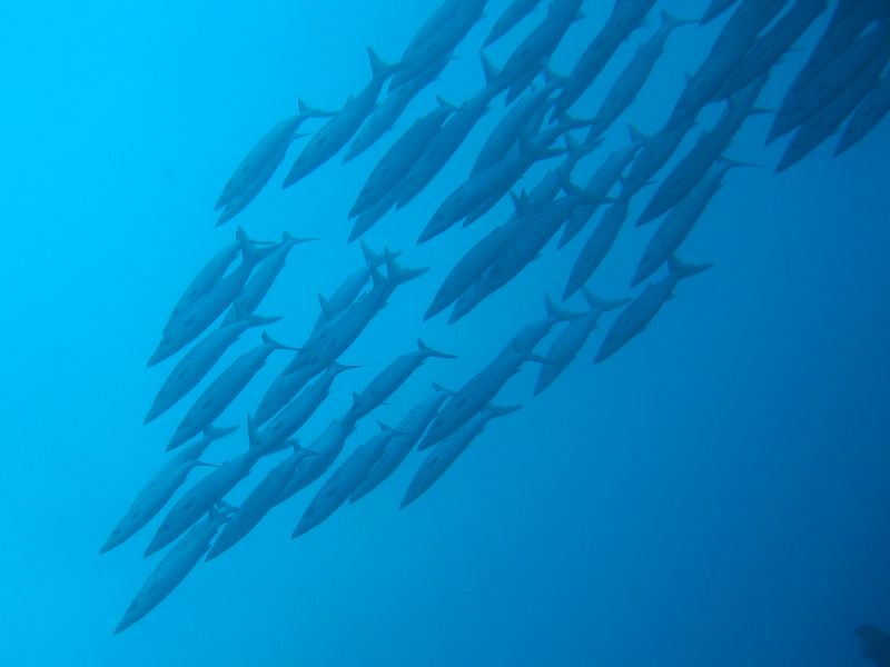 Schooling Barracuda, next is Pseudobiceros Bedfordi