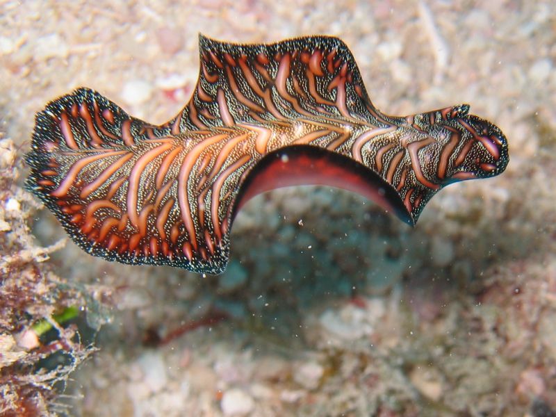 Pseudobiceros Bedfordi, next is Naisisili Lunch