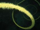 Black Coral (52K)