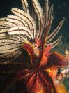 Feather Stars (128K)