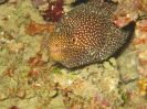 It's a Moray (118K)