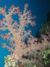 Tree Soft Coral (96K)