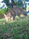 Hunting Oreo (121K)
