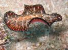 Pseudobiceros Bedfordi (101K)