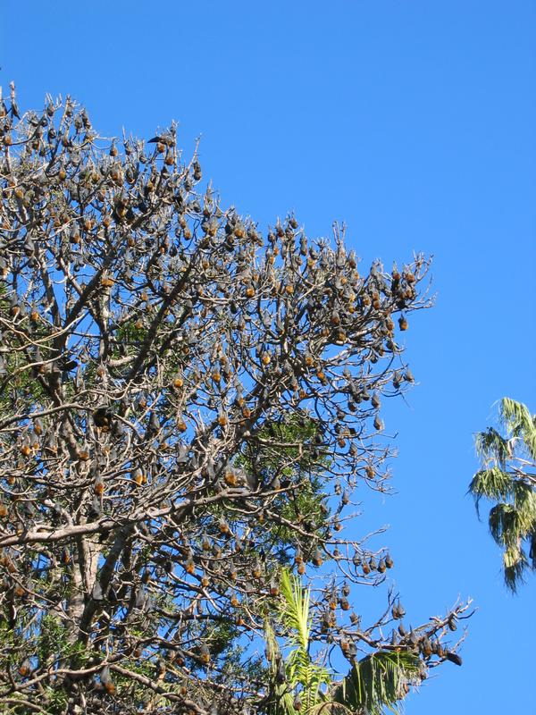 Bat Tree, next is Botanic Pyramid