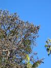 Bat Tree (137K)