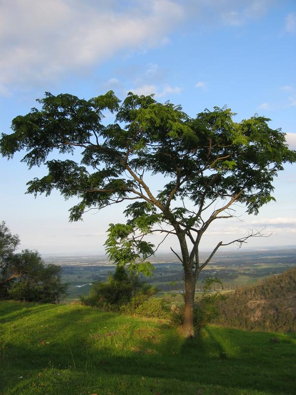 Hunter Tree, next is Hunter Lane