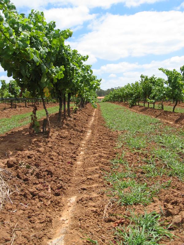Hunter Vines, next is Scarborough Vineyards