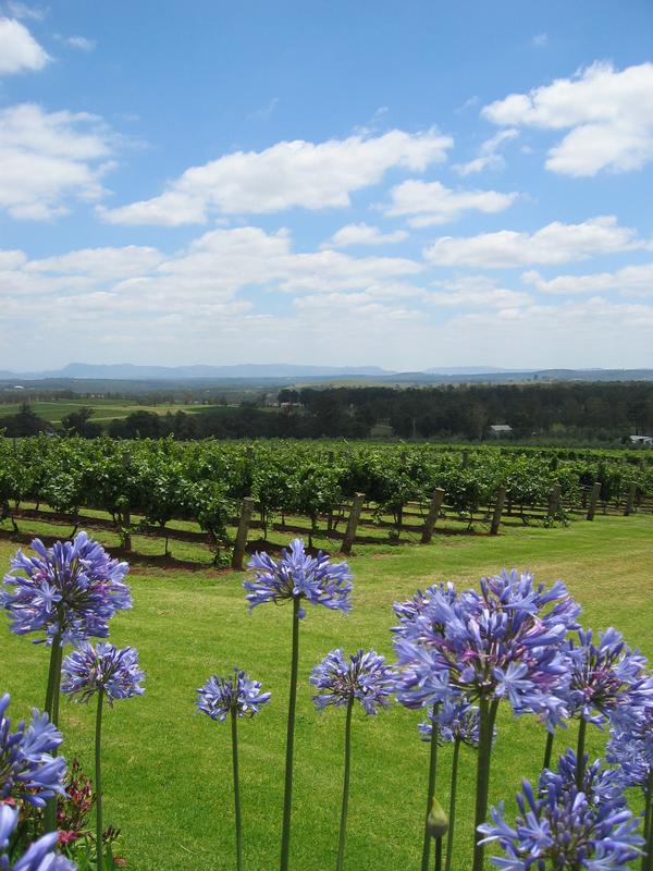 Scarborough Vineyards, next is Scarborough Rob