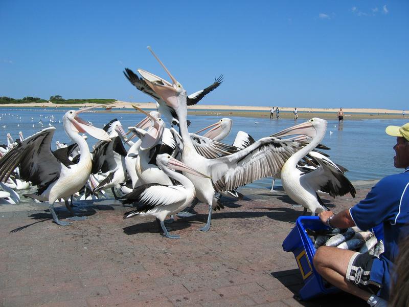 Good Catch, next is Entrance Pelicans