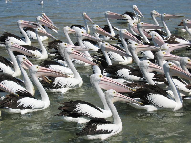 Entrance Pelicans, next is Hunter Fields