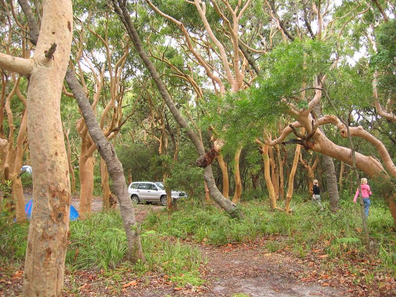 Myall Camp Ground, next is Seal Rocks Beach