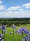 Scarborough Vineyards (91K)