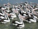 Entrance Pelicans (107K)
