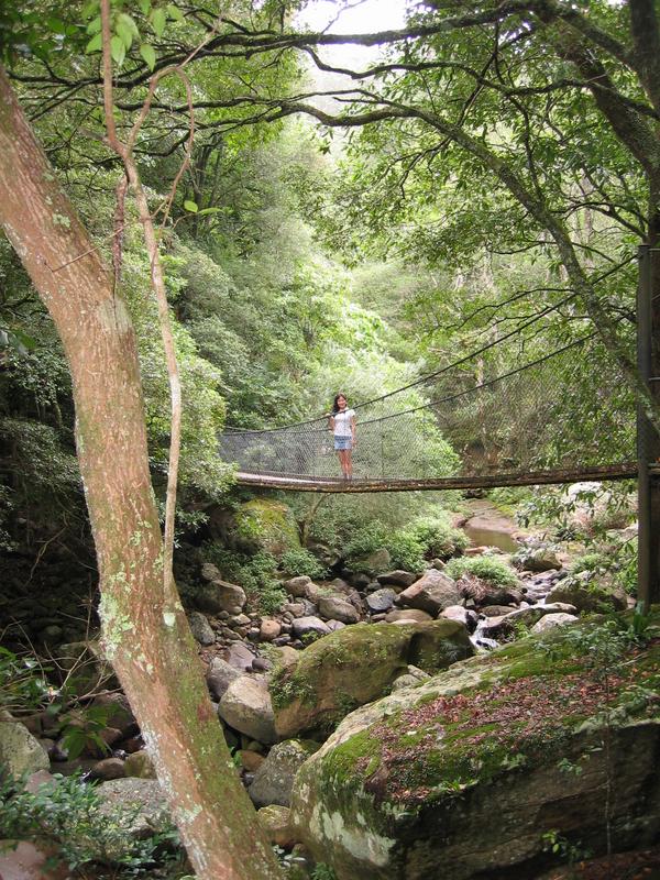 Minnamurra Bridge, next is Minnamurra Fig