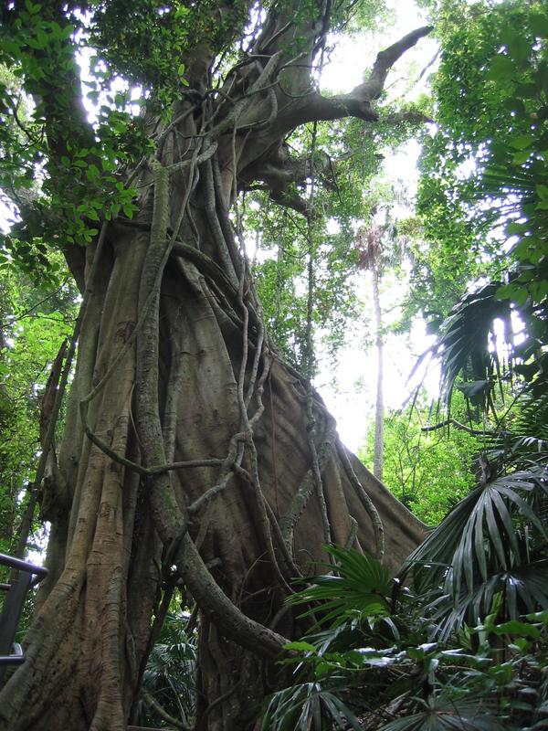 Minnamurra Fig, next is Minnamurra Falls