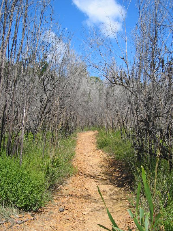 Royal Bush Fire Re-growth, next is Norah Jones in Sydney