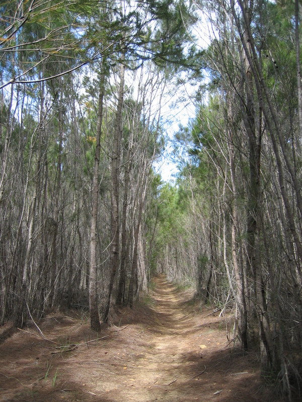 Royal Single Track, next is Collaroy Craft