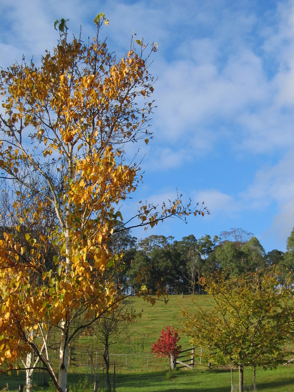 Heritage Trees, next is Stockman Whip Cracker