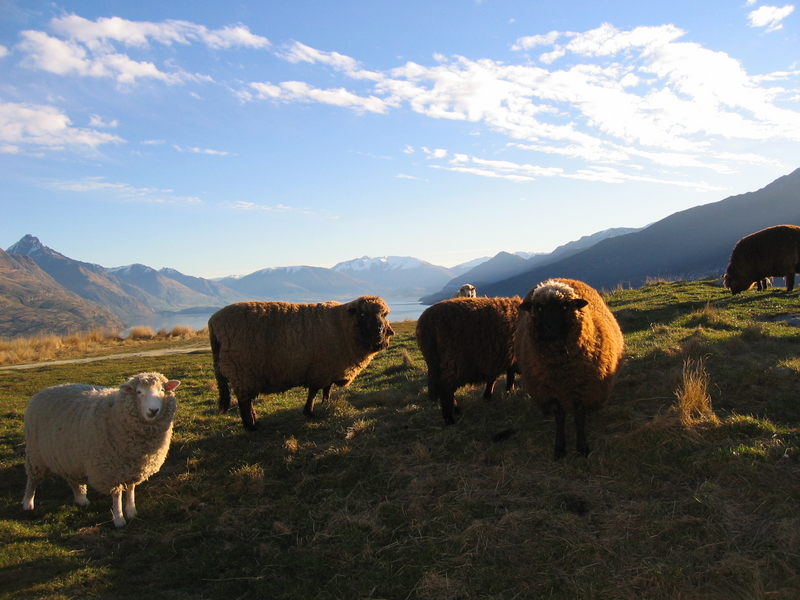 Deer Park Sheep, next is Cardrona Tracks