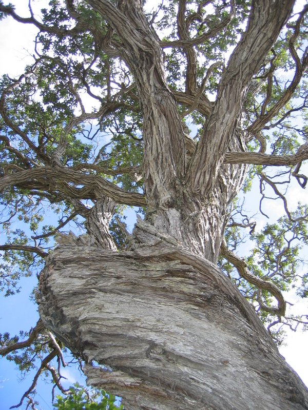 Oakura Bay Tree, next is Oakura Bay Beach