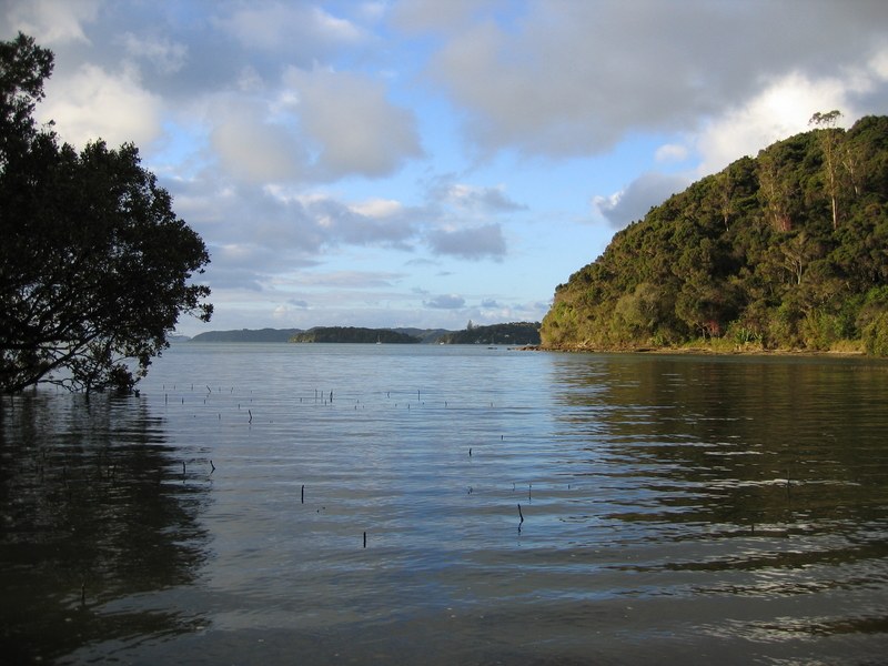 Paihia Track Mangroves, next is Boat Tree Stump
