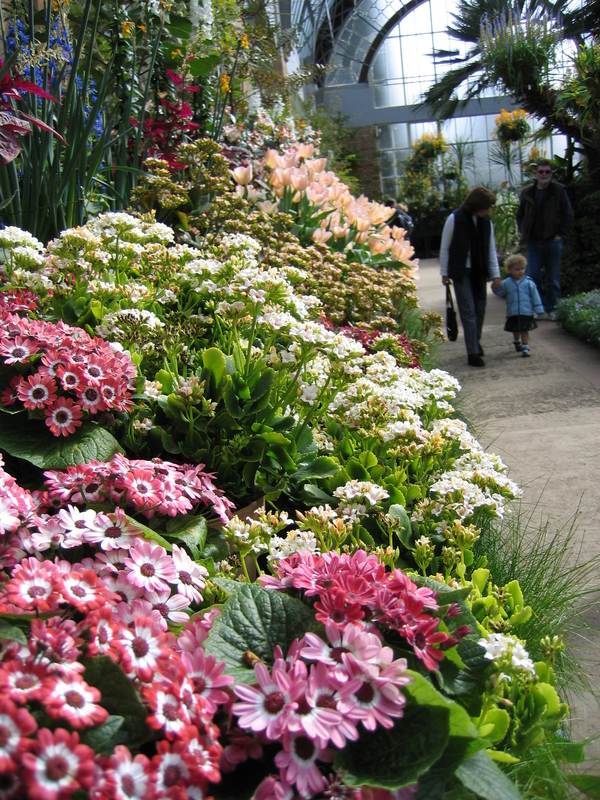 Winter Garden, next is Winter Flowers