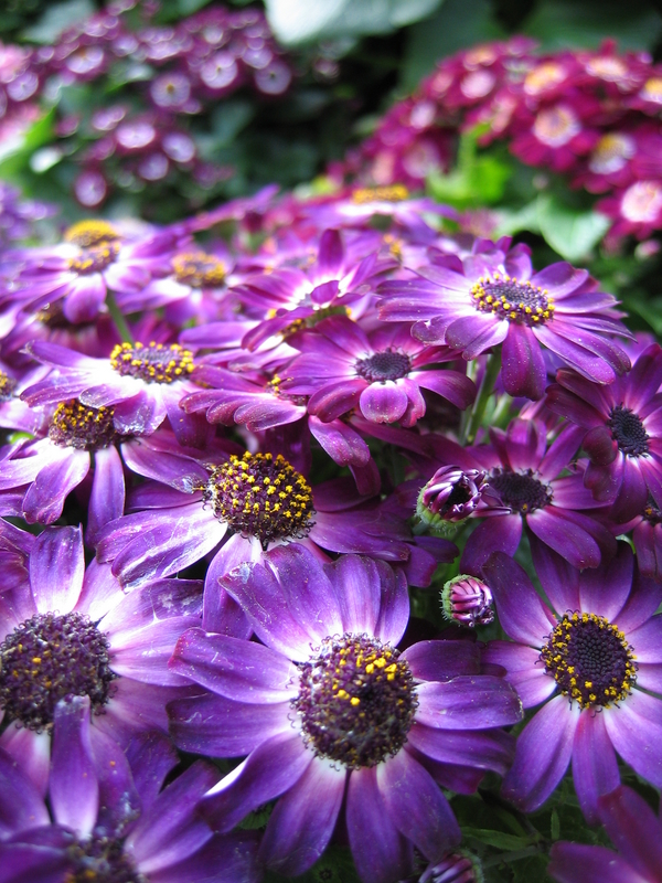 Winter Flowers, next is One Tree Hill Panorama
