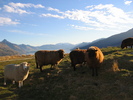 Deer Park Sheep (430K)