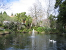 Auckland Duck Pond (571K)