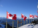 Maple Flags (421K)