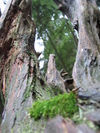 Arty Stump (476K)