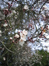 Stanley Park Blossoms (477K)
