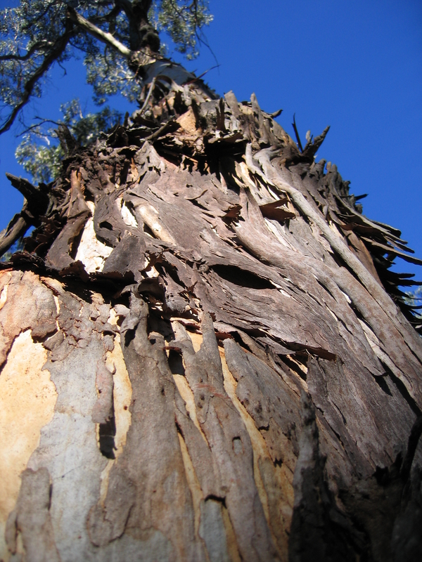 Kanangra Tree, next is Kanangra Walls