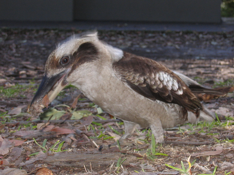Kookaburra Breakfast, next is Booderee Thicket