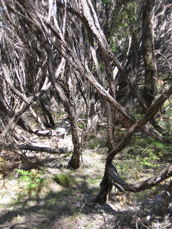 Booderee Thicket, next is Beach Pratiwi