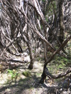 Booderee Thicket (640K)