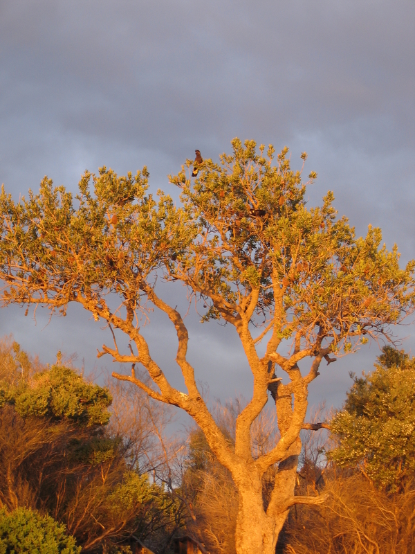 Cockatoo at Sunrise, next is Green Patch Beach