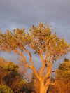 Cockatoo at Sunrise (541K)