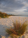 Green Patch Beach (501K)