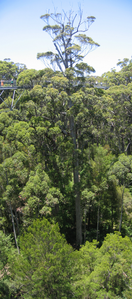 Treetop Walk, next is Treetop Walk