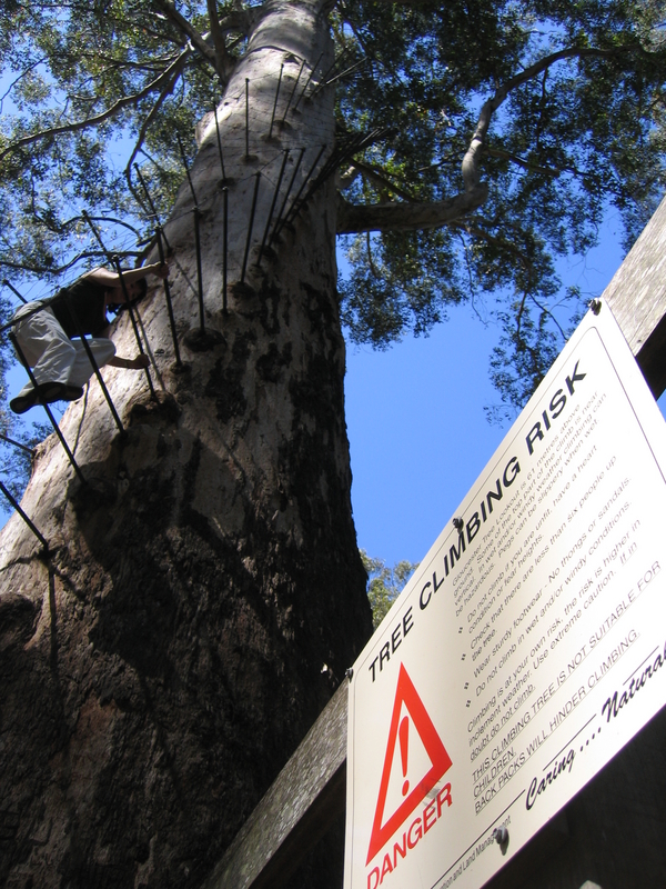 Gloucester Tree, next is Treetop Rob