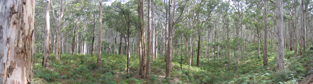 Karri Forest, next is Karri Forest
